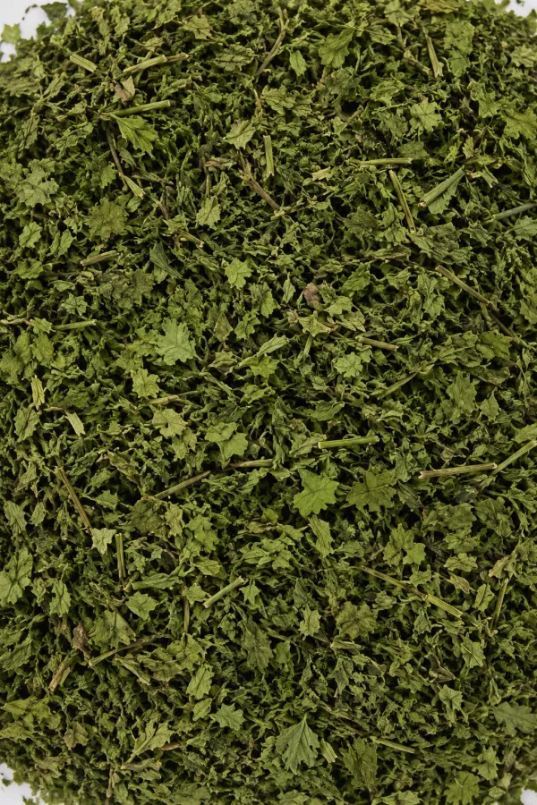Kolendra